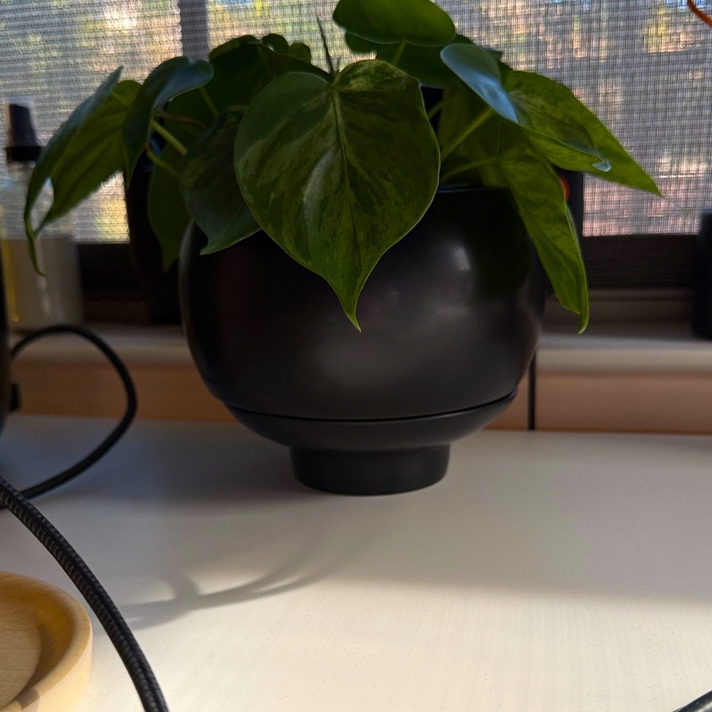 Black Planter with Greenery